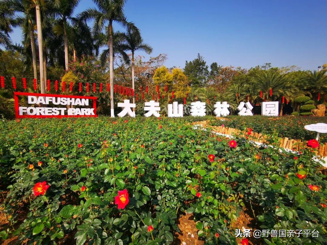 广州遛娃旅游推荐路线攻略,广州遛娃清单升级版