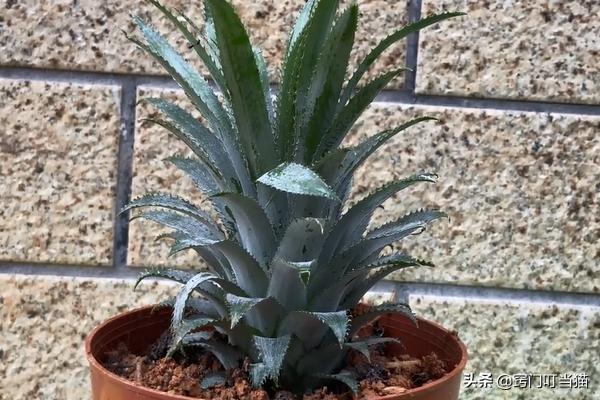 吃剩的菠萝头还能再长吗,吃完的菠萝不要扔教你做盆栽