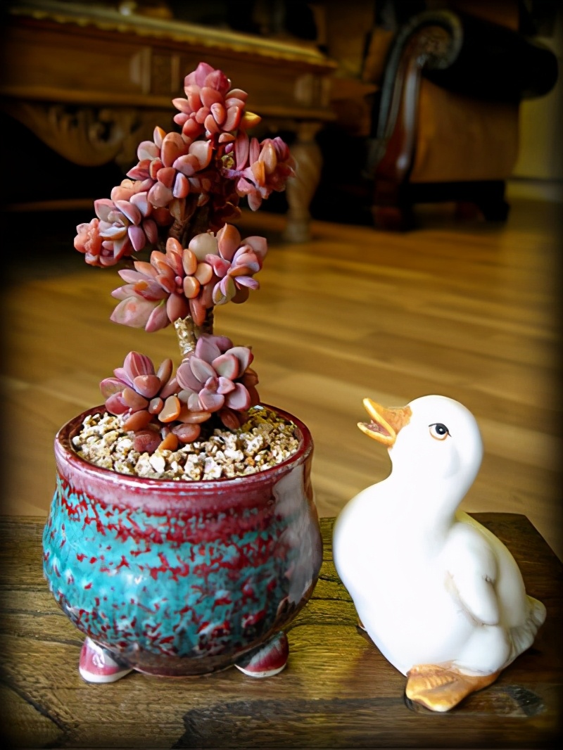 韩国多肉有多仙,韩国公主多肉图片大全