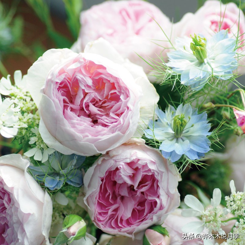 月季新手种植教程,购苗、修剪、施肥、浇水、喷药,手把手教你