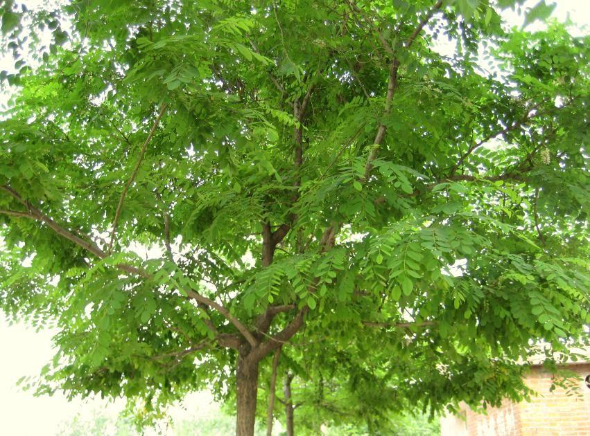 白蜡树在冬季怎样种植成活率高,白蜡杆栽培技术