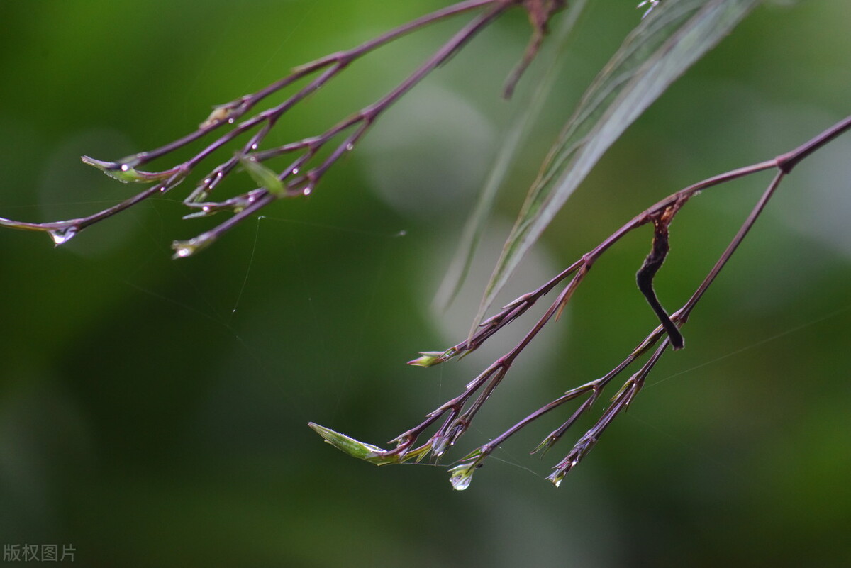 白鹭有三怕都怕什么,白露到了要注意什么细节