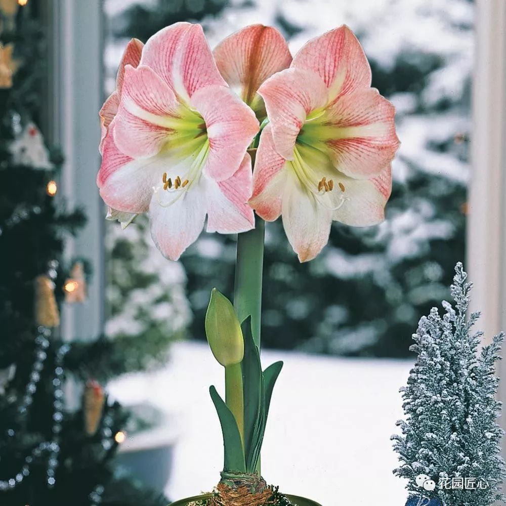 朱顶红为什么老是烂球,怎么才能让朱顶红不生小球