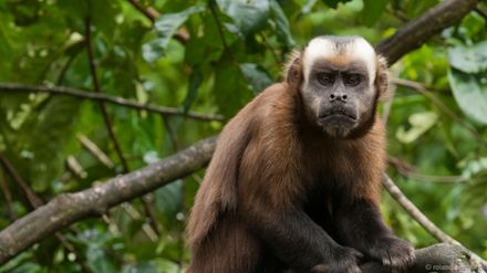 快给非洲迷你刺猬咬吧！咬了涂刺就算征服它了？小心被白咬了