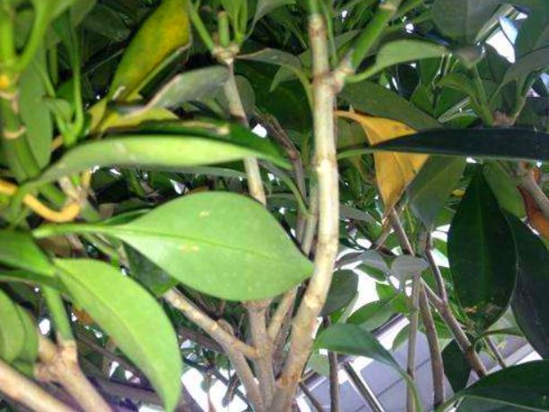 养“非洲茉莉”，常遇到这些病害、虫害，了解清楚才能养出美盆栽