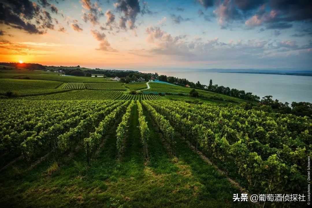 德国葡萄酒怎么选择,德国葡萄酒怎么样