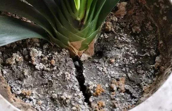 花儿闷根了怎么办,花儿栽上一天就蔫了怎么养护