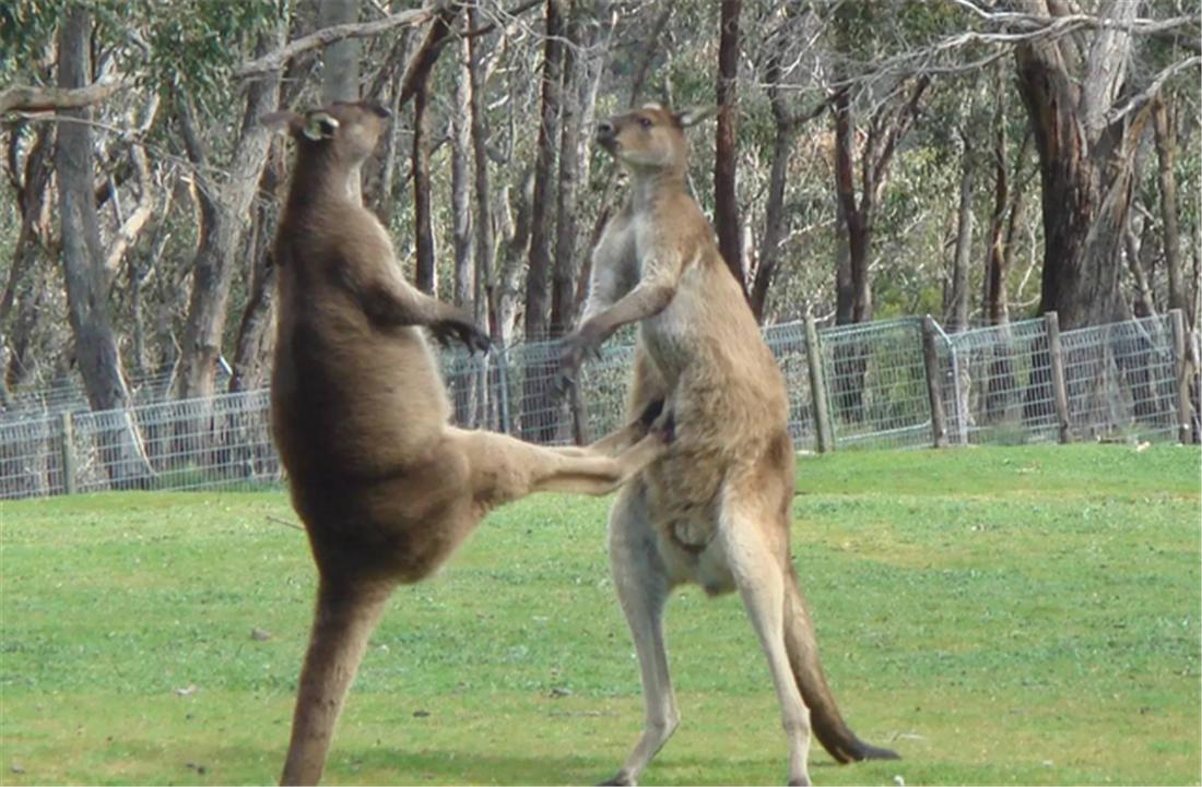盘点袋鼠打人反被打死,袋鼠打人被踢倒