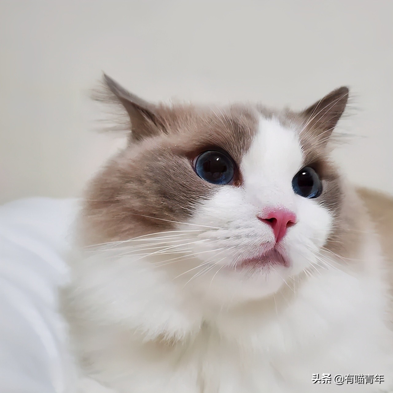 布偶猫身长四十厘米体重九斤,超级可爱的布偶猫有两万斤