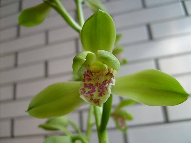 蕙兰怎么挽救最好,大花蕙兰买回第二年怎么养开花