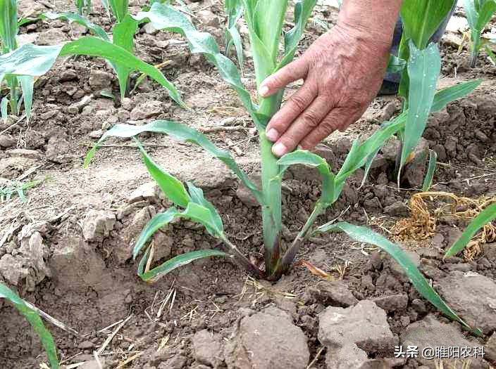 玉米长出枝杈需要打掉吗,玉米打杈什么时候好