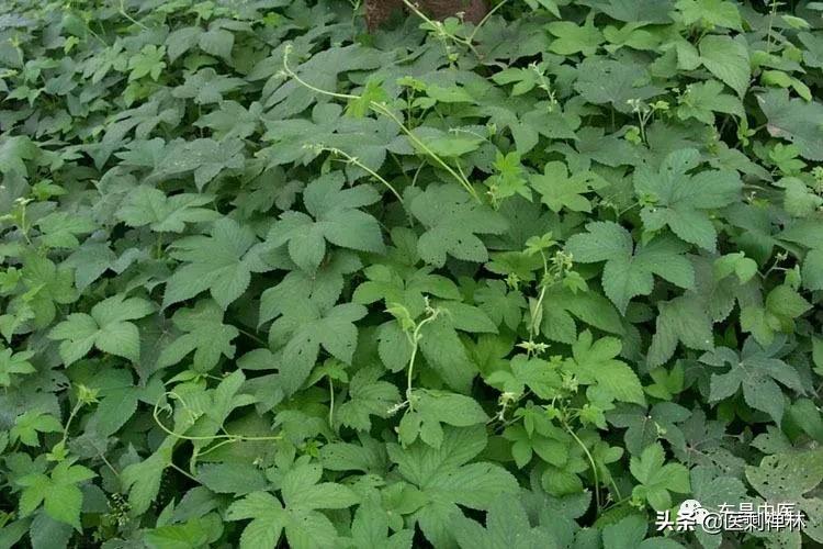 拉拉秧加艾草煮水泡脚能治腹泻吗,拉拉秧煮水能治宝宝拉肚子吗