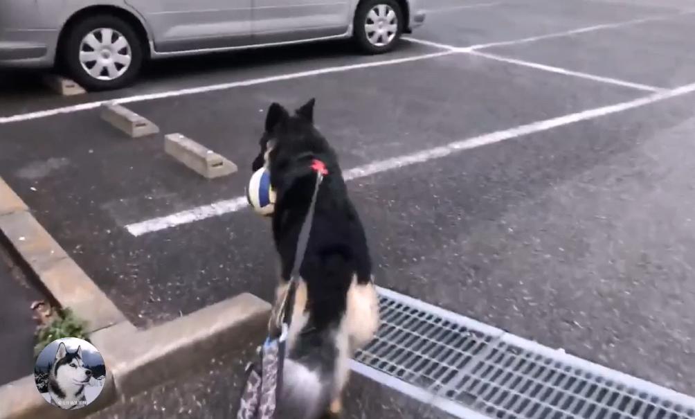 一只陪伴主人12年的德牧,德牧这种狗长大后有多可怕