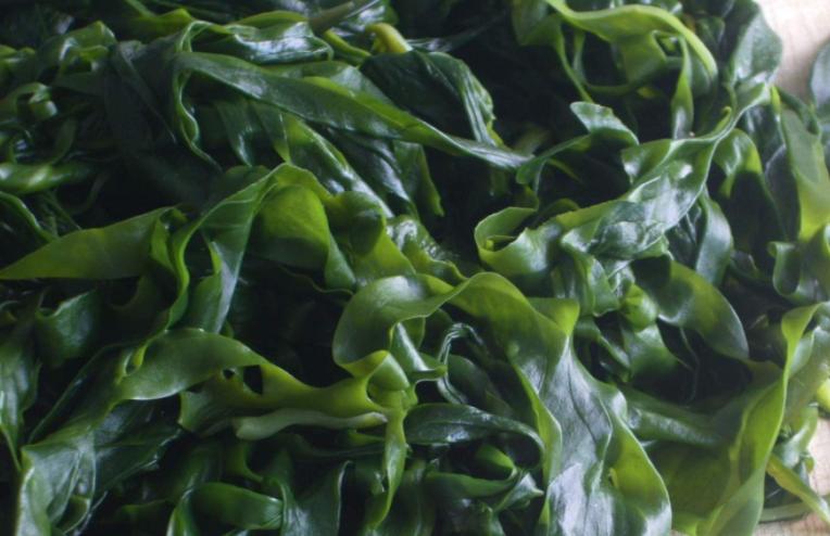 裙带菜和海带的区别知乎,裙带菜和海带有什么区别呢