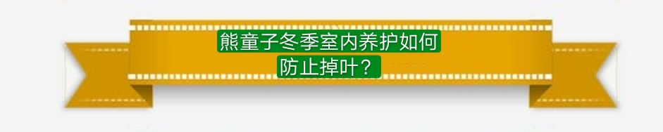 多肉熊童子叶片上落灰尘如何处理,多肉熊童子夜晚零下3度会冻伤吗