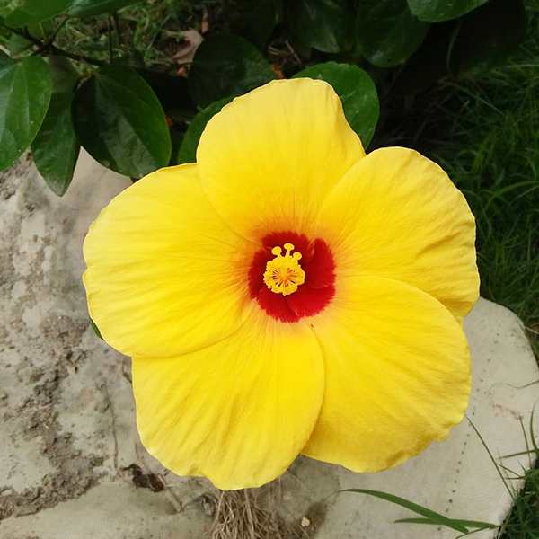 春天开放的十种花介绍,冬季里开花的15种花卉