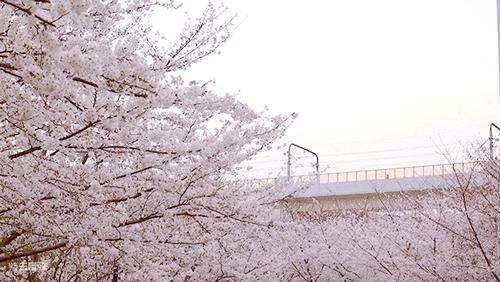 有一种记忆叫永远的回忆,有一种记忆叫失忆