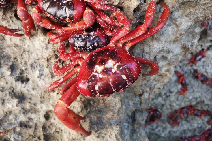 听说过网红猫岛、猪岛，见识过真正硬核的“蟹岛”吗？