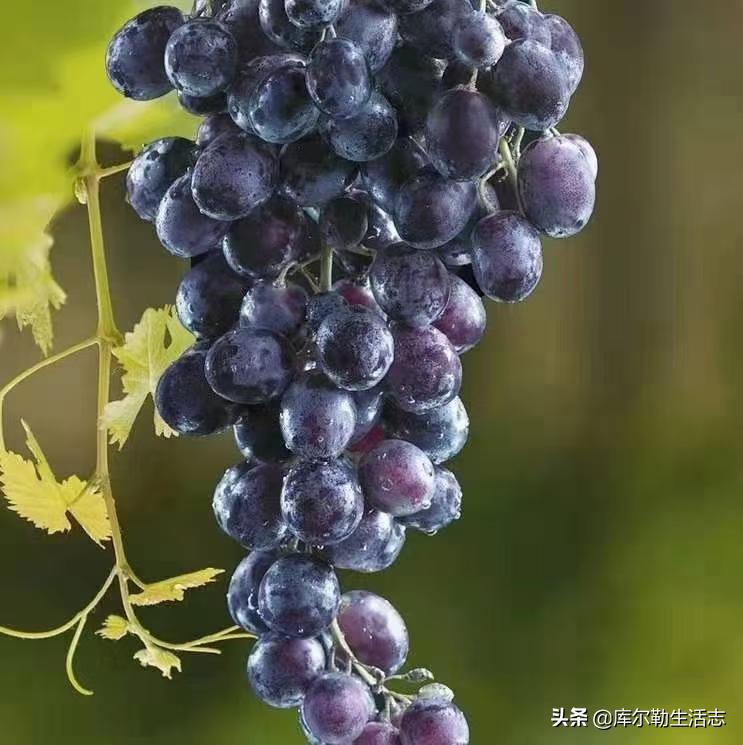 新疆哈密新品种葡萄,新疆新品种葡萄