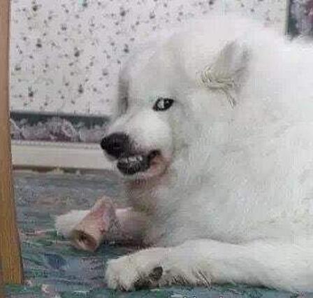 萨摩耶犬有这6大缺点,养萨摩耶的缺点有哪些