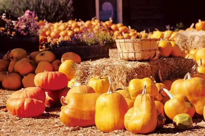 中国有机农业的道路应该如何寻找,有机农业中国农业