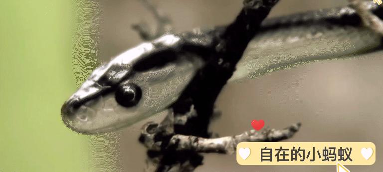 如何防止毒蛇靠近,毒蛇最怕什么毒蛇的克星是什么