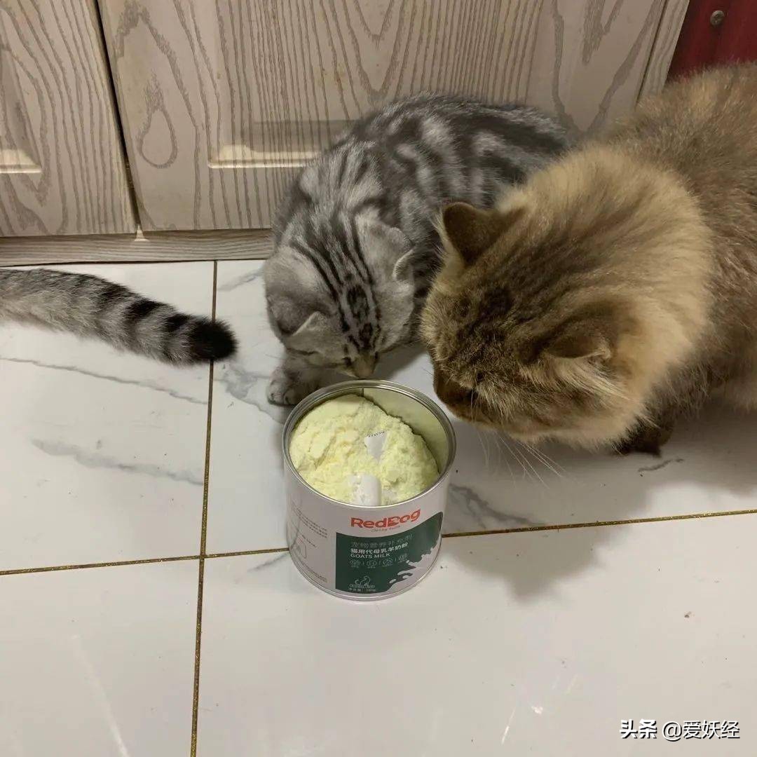 reddog红狗羊奶粉测评,红狗狗狗羊奶粉测评