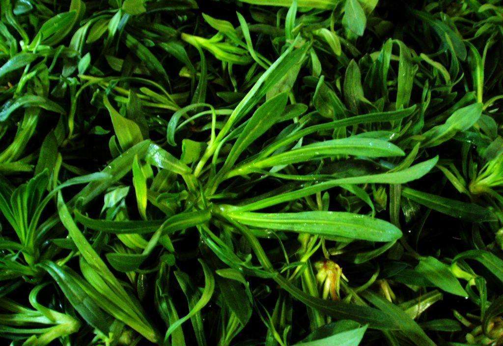 农村常见的杂草有哪些,农村墙角不起眼的一种野草