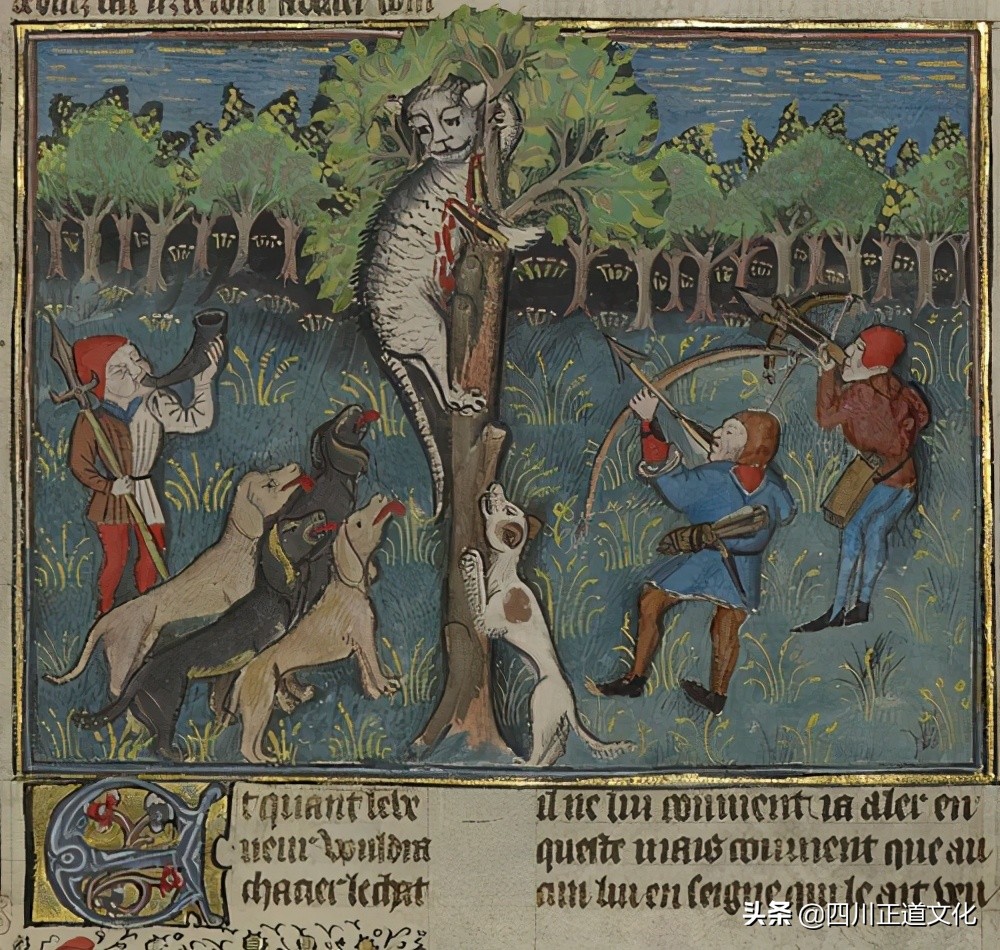 猫的故事,猫的故事视频