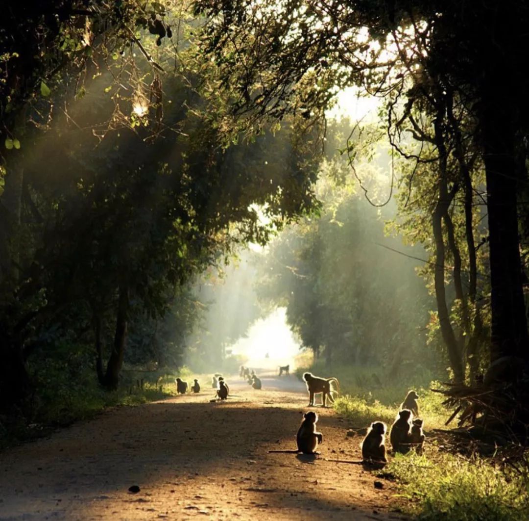 非洲猎游全攻略，让你分分钟玩转非洲草原
