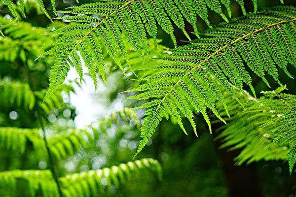 贺州姑婆山天然氧吧,姑婆山天然氧吧