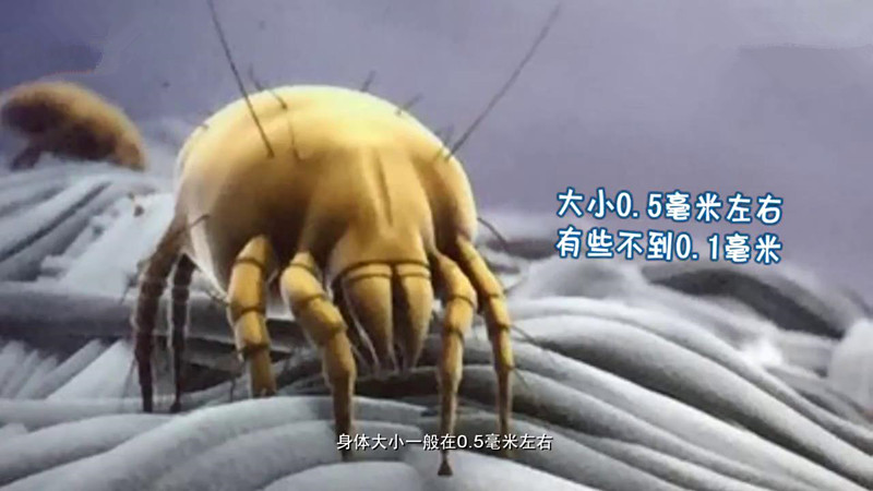 家庭除螨虫最好的神器,家里除螨虫最好的神器