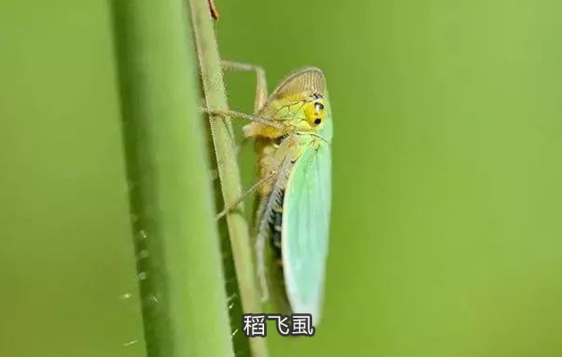 呋虫胺打蚜虫怎么样,呋虫胺对蚜虫红蜘蛛有效果吗