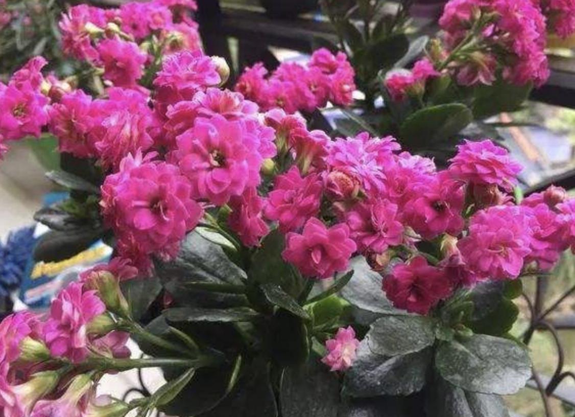 长寿花喜欢阳光,长寿花喜欢油性肥料