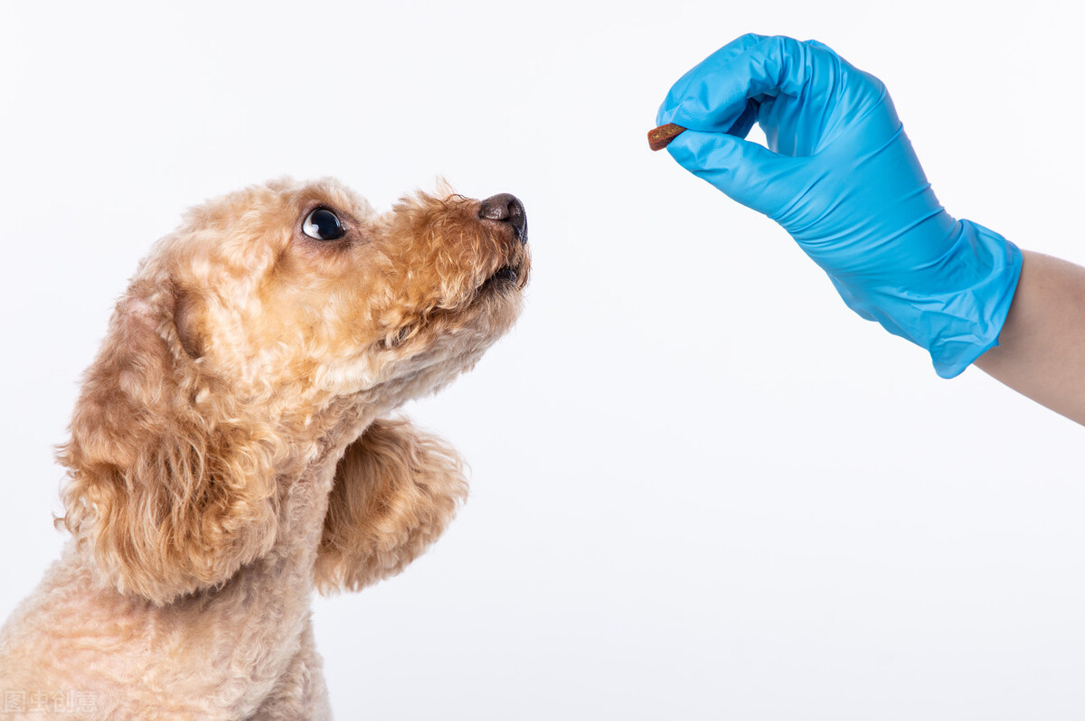 怎样给宠物喂药视频教程,教你4招给狗狗喂药的技巧