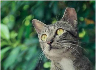 宠物整形手术背后的残忍你见过吗,宠物美容技术的手法有哪几种