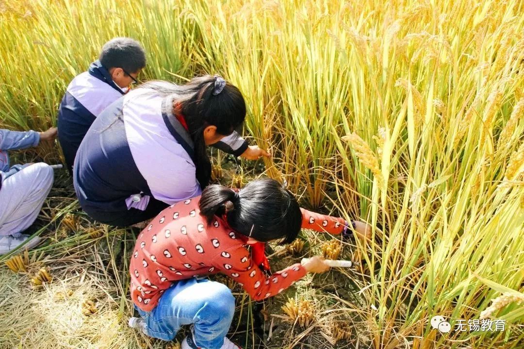 翻地、播种…无锡老小将课堂搬到了田间地头