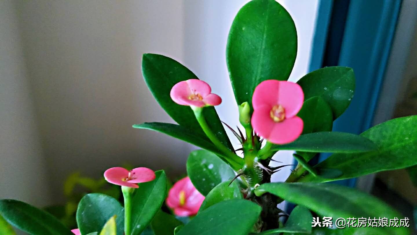 花草生虫子怎么治,花草生腻虫怎么治