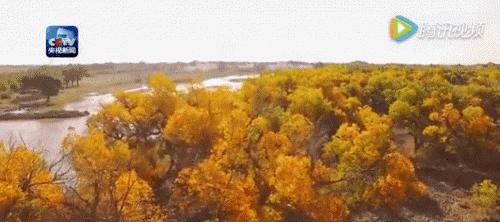 额济纳胡杨林自驾游详细攻略,宝鸡自驾往额济纳胡杨林攻略