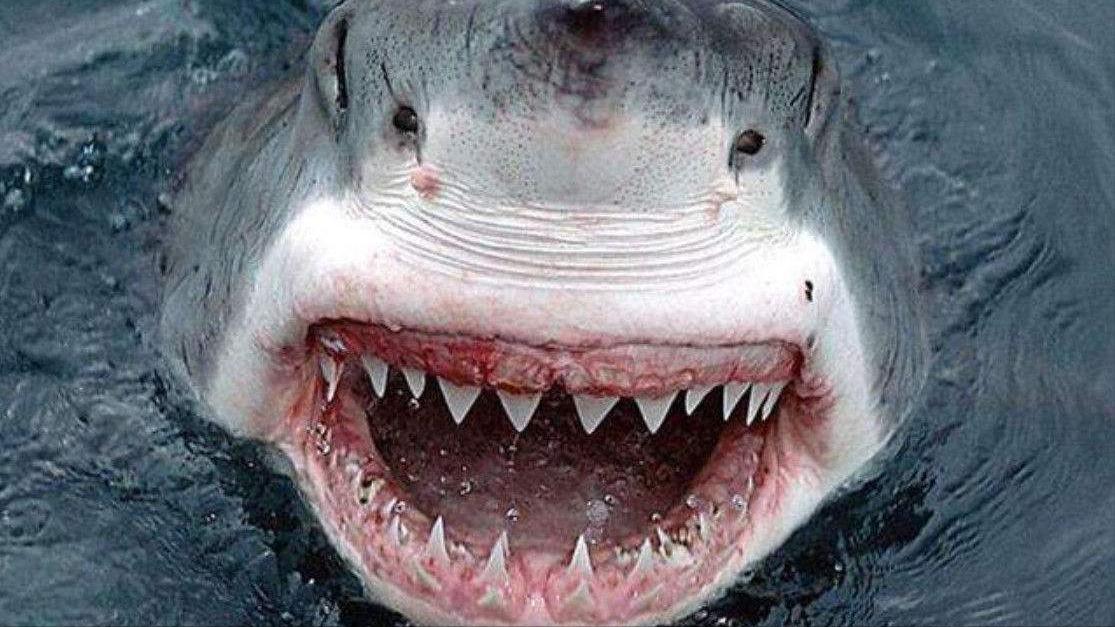巨型大白鲨真的存在吗,最可怕的巨型大白鲨