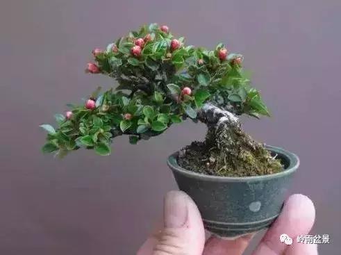 高桩金豆盆景大全,金豆双杆文人盆景欣赏