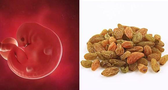 1-40周胎儿发育拍照片记录对比,一张图看懂胎儿发育