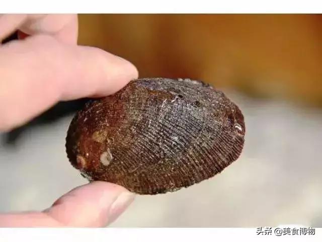 鲍鱼大全，带你认知全世界的鲍鱼（下）