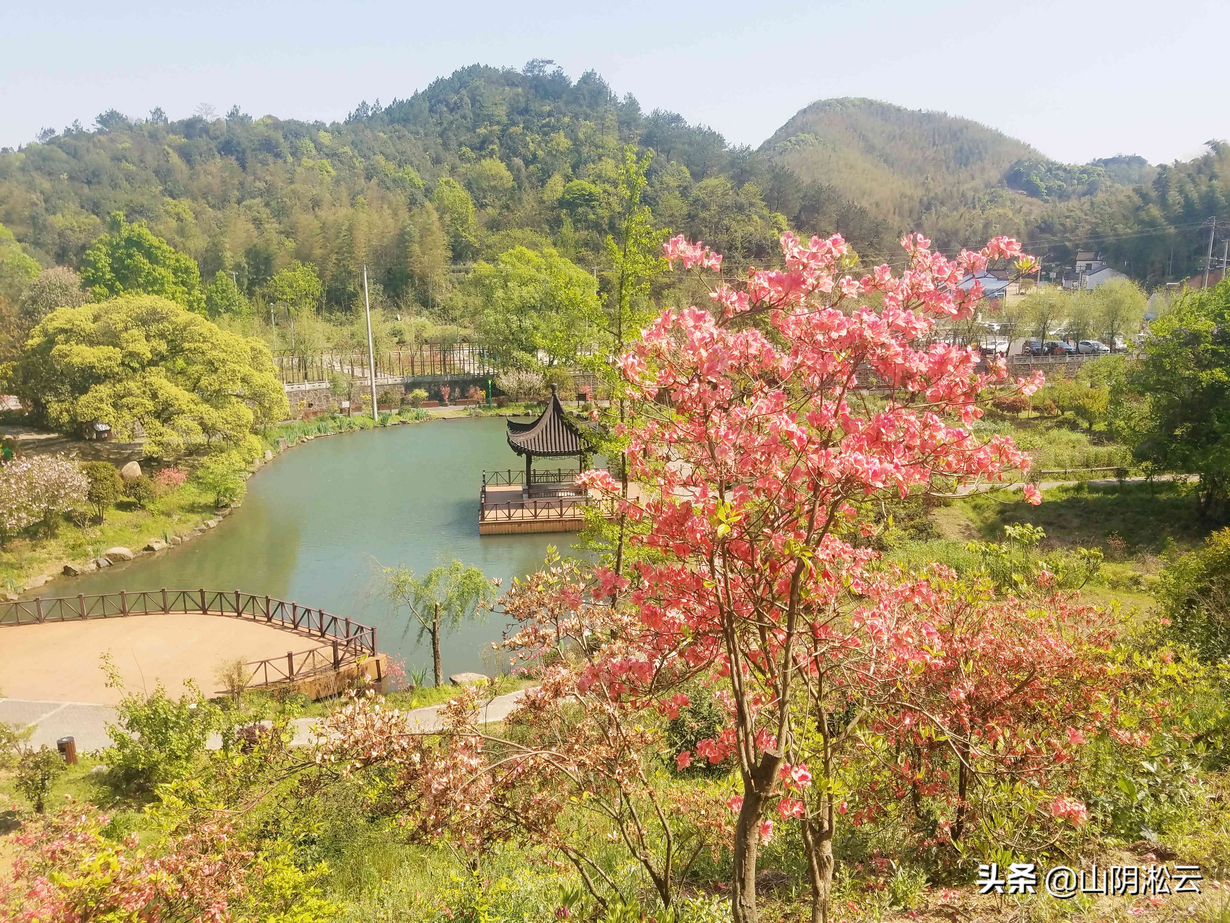 900岁古树见证，从岳飞的抗金沙场到美不胜收的杜鹃花谷