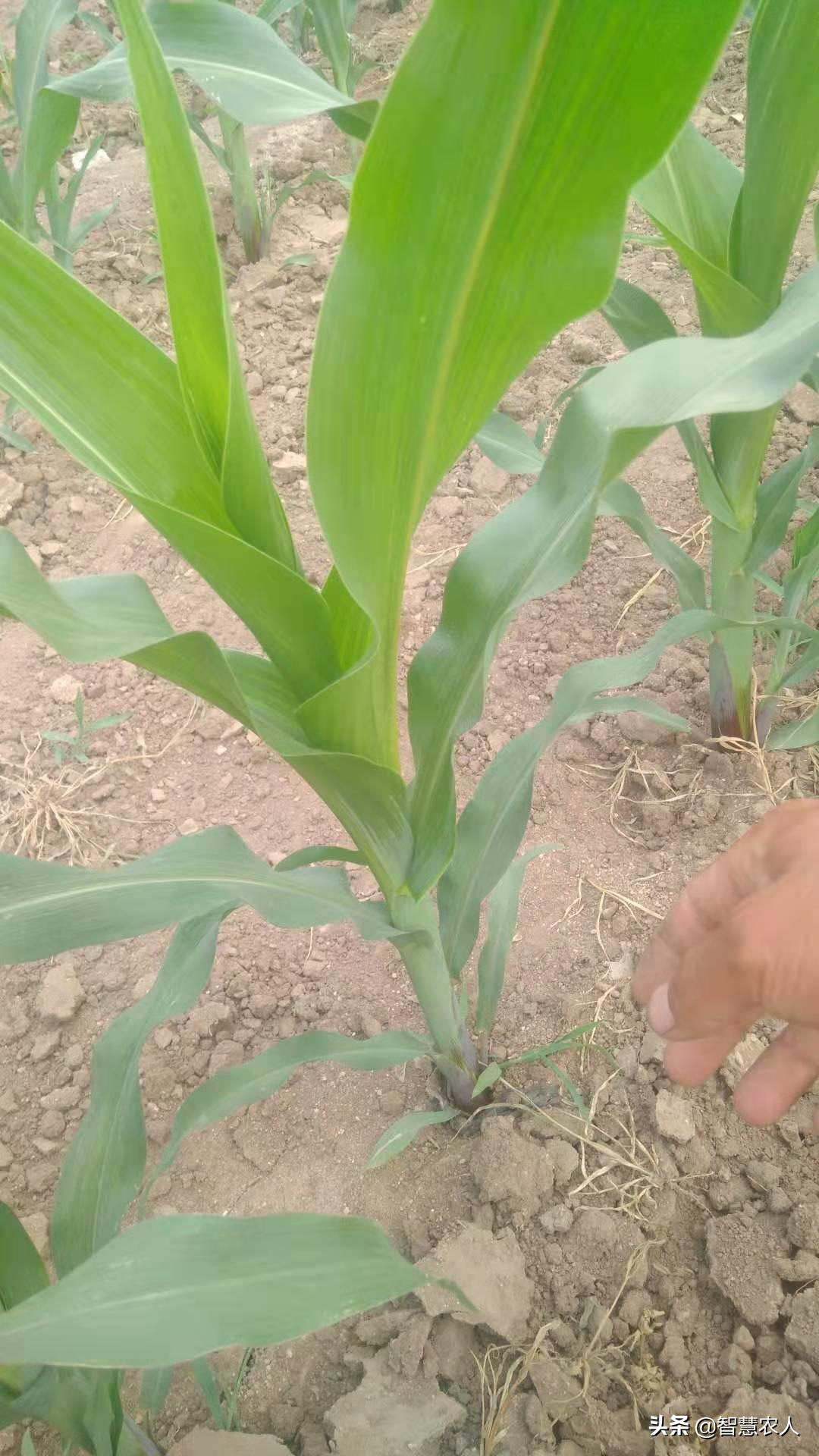 玉米苗长侧芽要拔掉吗,玉米长侧芽用掰吗