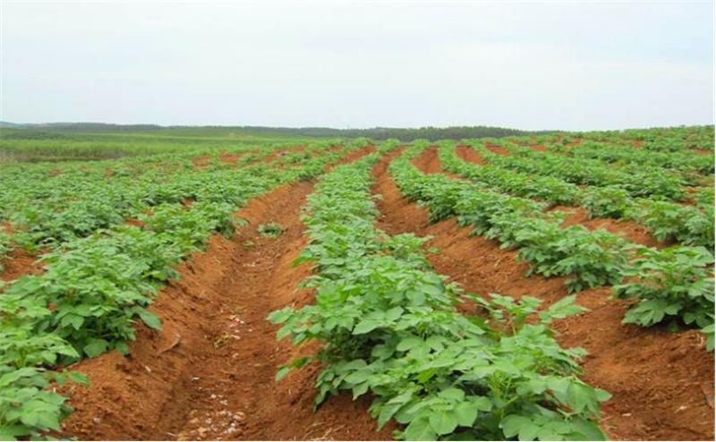 莲藕病虫害图谱及防治,莲藕的营养价值及病虫害防治