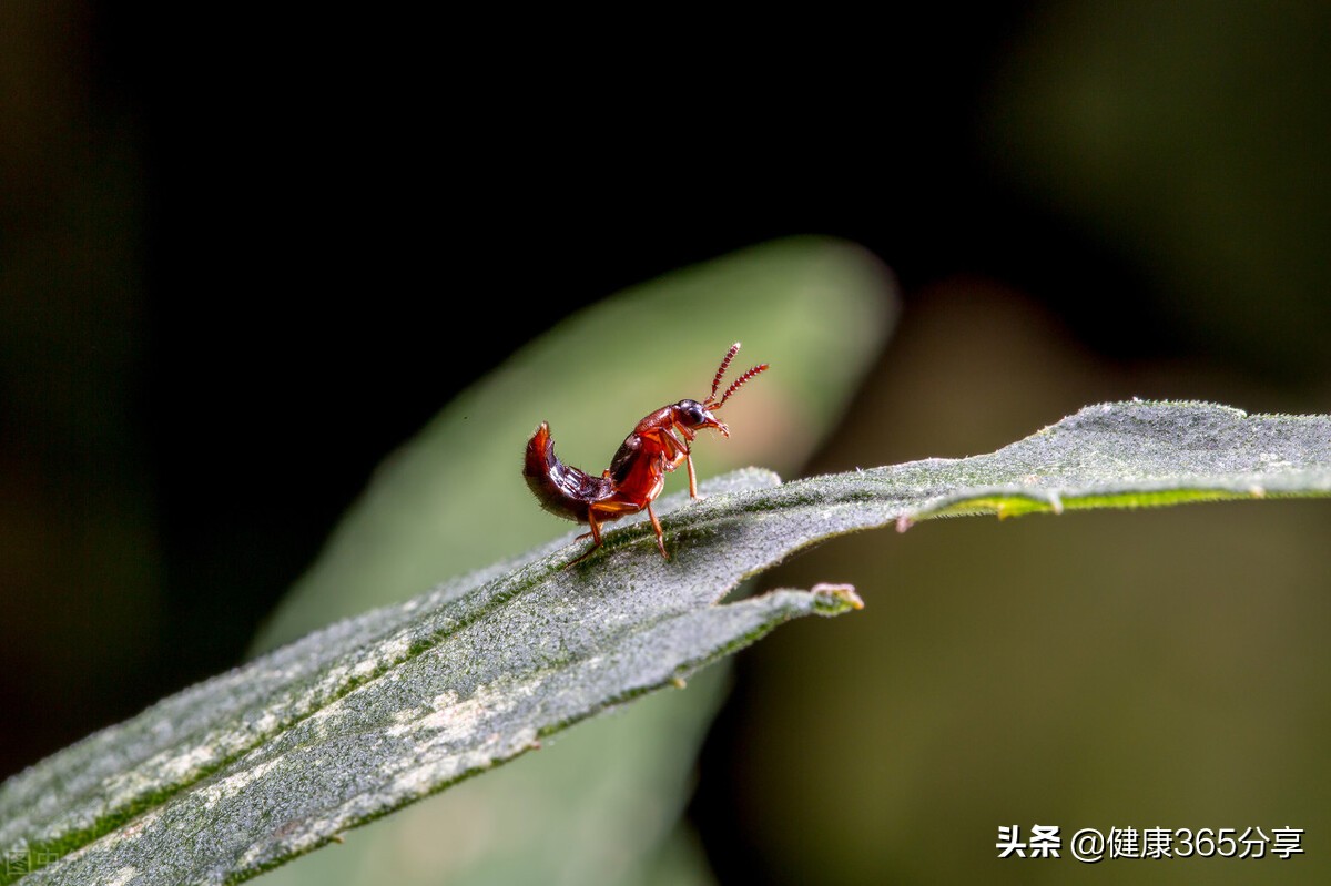 被虫子咬了要警惕四种病,被虫子咬了去看医生怎么治疗