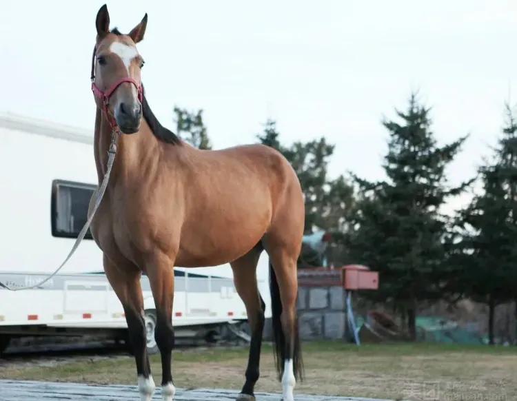 直播跑男长春在线观看,跑男探班直播