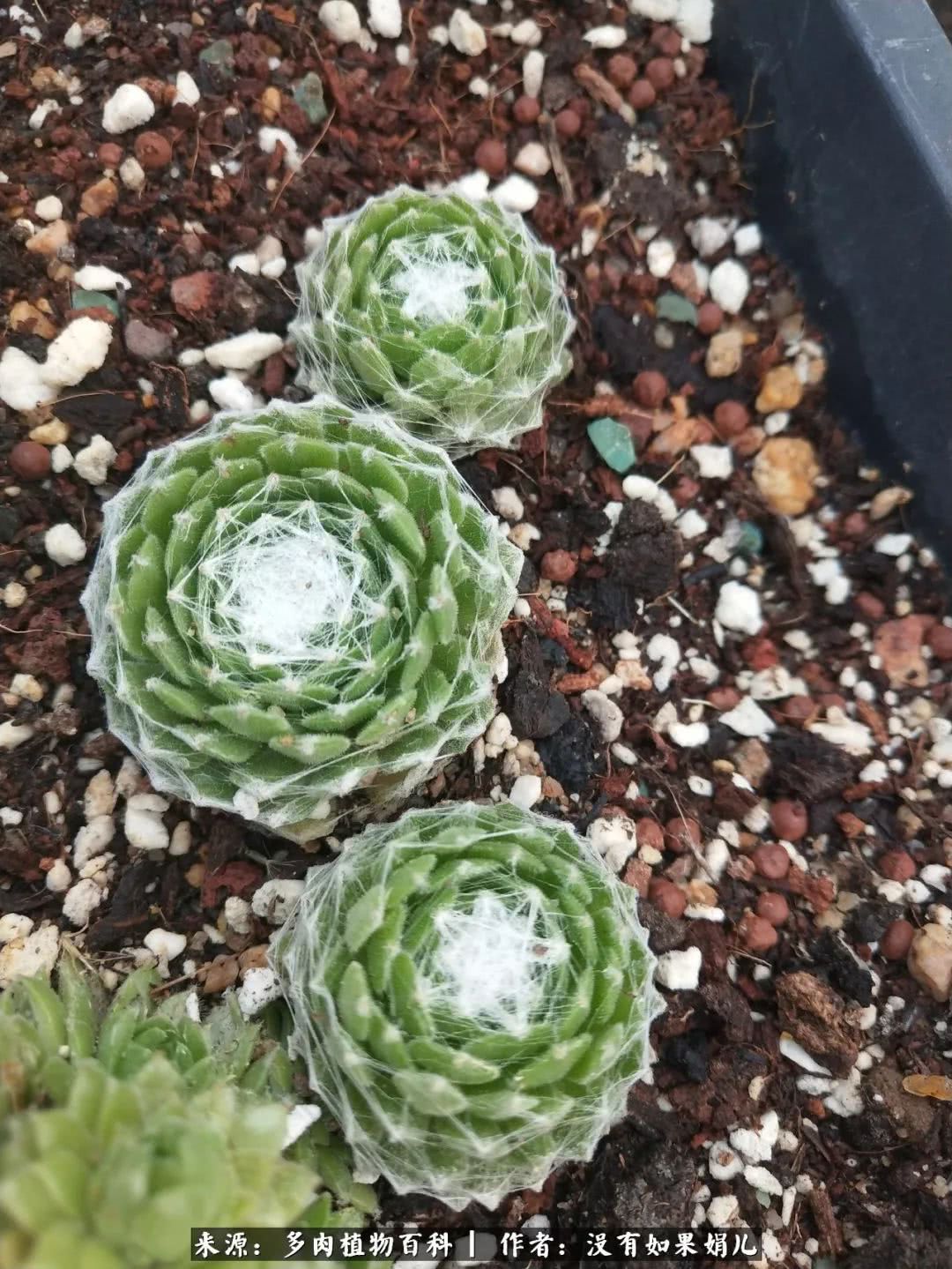 明人不说暗话，我为多肉而来！