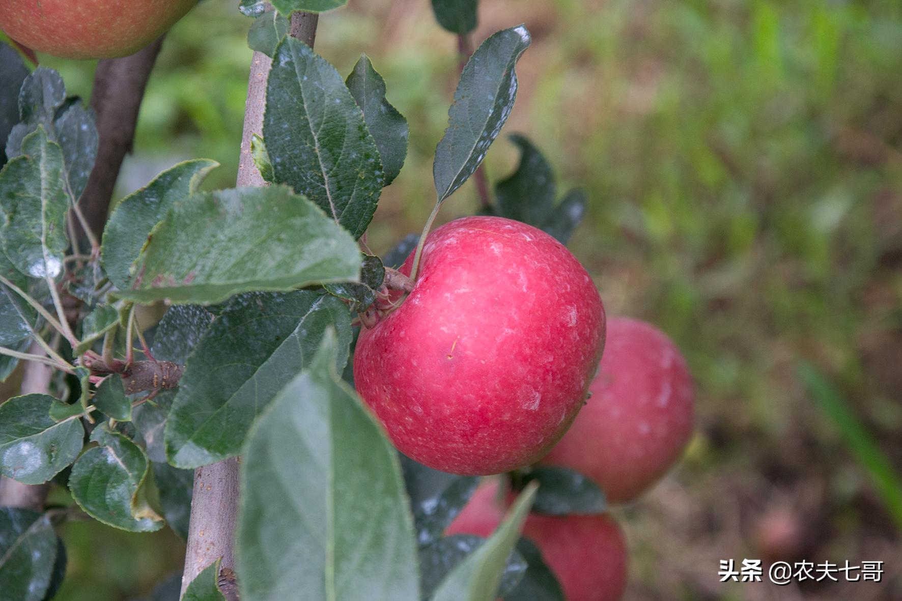 嘎啦苹果和普通苹果区别,嘎啦苹果与红富士口感区别